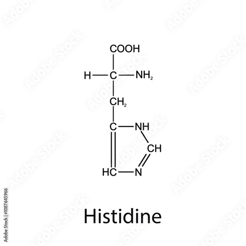 Chemical formula of histidine. Essential amino acids. Organic chemistry. Vector.