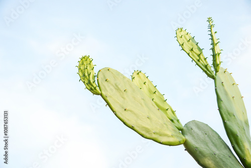 Wild Opuntia cochenillifera cactus flowers with blue sky background photo