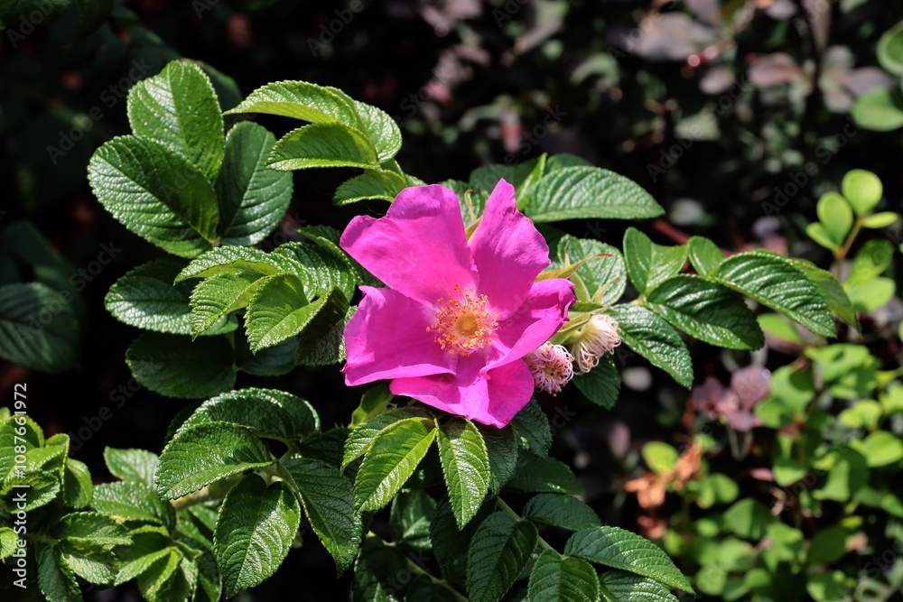 purple flowers of rosa canina thorny bush in a garden purple flowers of rosa canina thorny bush in a garden
