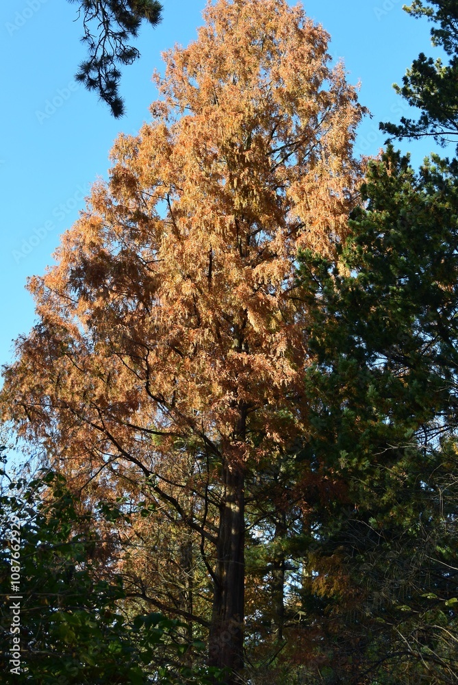 Fototapeta premium landscape with seasonal colorful foliage