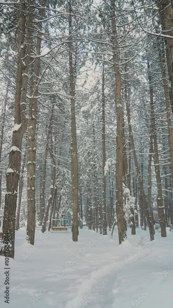 A thick spruce forest is covered with thick snow A thick spruce forest is covered with thick snow