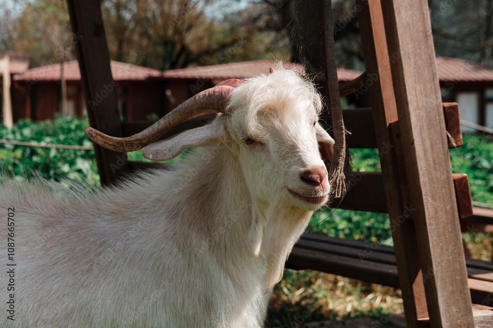 happy goat portrait, male goat with horns, sunny afternoon and countryside rural farm happy goat portrait, male goat with horns, sunny afternoon and countryside rural farm