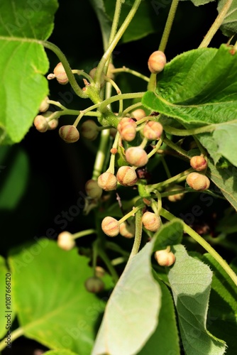 Actinidia chinensis bush with green foliage and yellow flowers photo