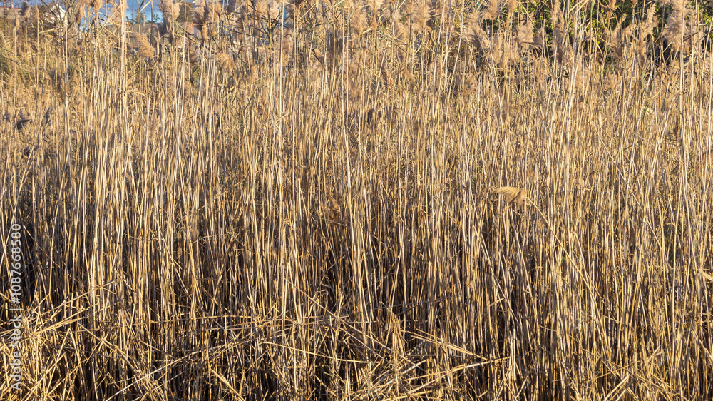 Fototapeta premium Dry reed thickets. Dry cattail background