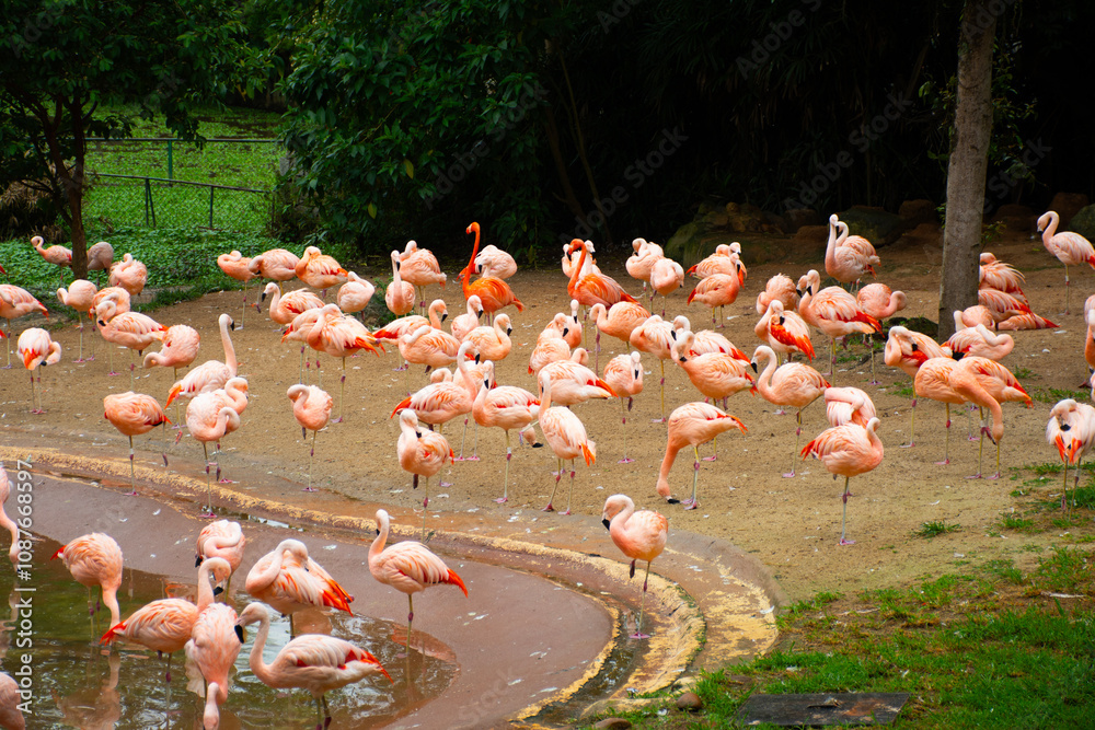 Naklejka premium flock of flamingos birds walking in nature on green lake in zoo