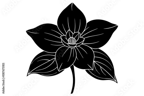 Elegant Line Silhouette Drawing of a Hellebore Flower