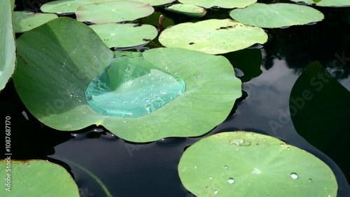 raindrop on leaves with the effect of a lotus leaf on a lake, with the movement of the wind in light blue and aquamarine tones