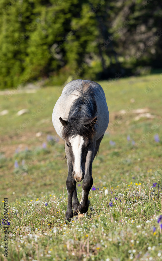 Obraz premium Wild Horse in the Pryor Mountains Montana in Summer