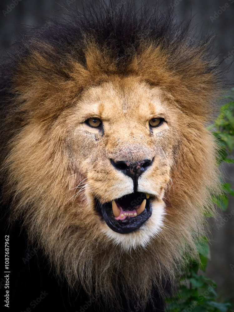Obraz premium Lion (Panthera leo)