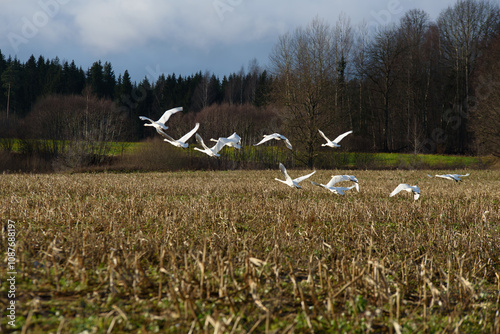 .white swans in a corn field on a sunny cloudy autumn day at the edge of the forest photo