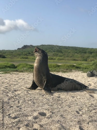 Sea lion