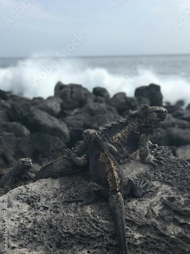 Marine iguana on rocks