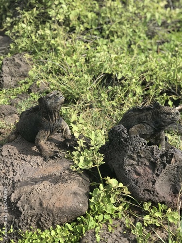 Marine iguana on rocks