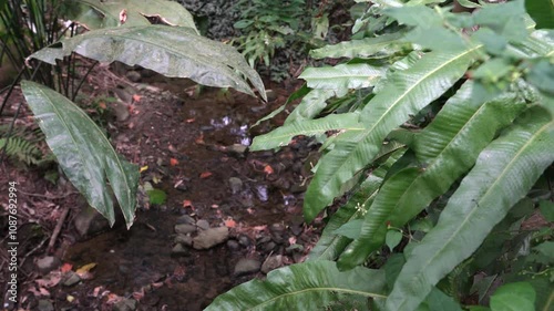 Tropical stream jungle with slow camera movement among the dense and tangled vegetation of a dark and mystical atmosphere. Cali - Colombia