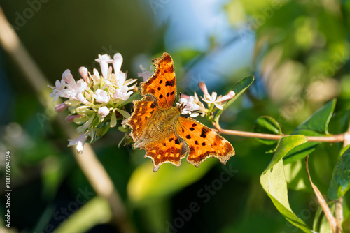 Comma butterfly (Polygonia c-album) sitting on a white flower in Zurich, Switzerland