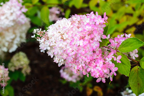 Beautiful branch of white-pink hydrangea