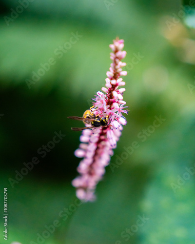 butterfly on a flower
