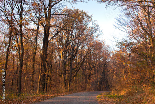 Road in autumn forest with colorful leaves