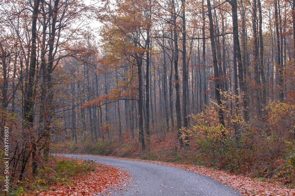 Obraz premium Road in autumn forest with colorful leaves