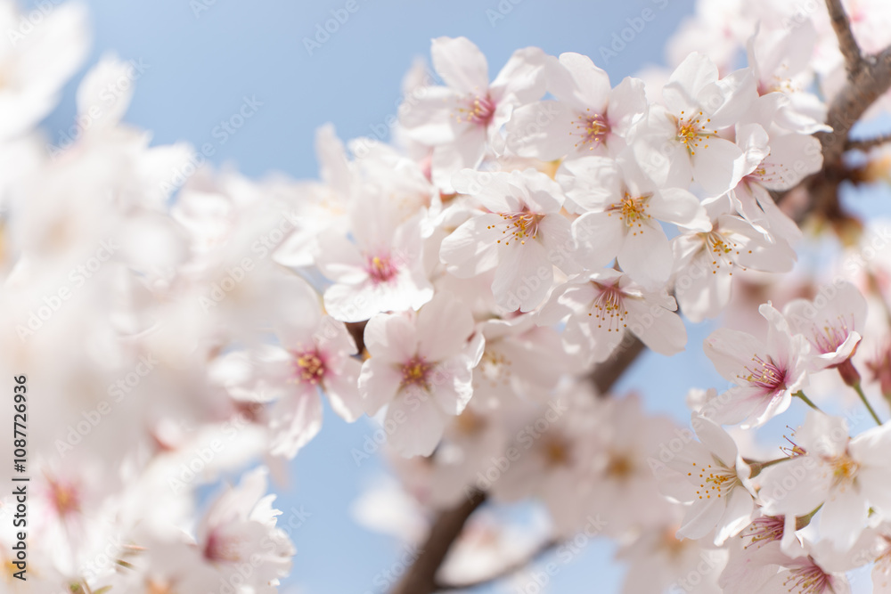 Close up view of sakura cherry blossom in full bloom, Japan Close up view of sakura cherry blossom in full bloom, Japan