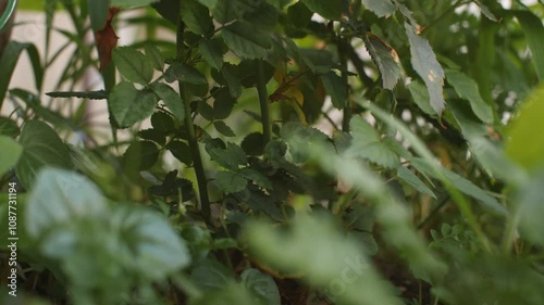green leaves in the rain