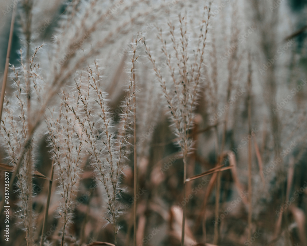Fototapeta premium golden hour full frame fluffy abstract reeds and grass seeds isolated on a blurred autumn minimalist background