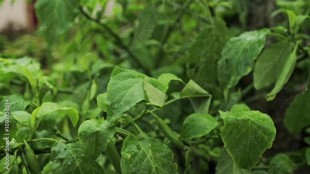 Close-up of vibrant green leaves in dense vegetation Close-up of vibrant green leaves in dense vegetation