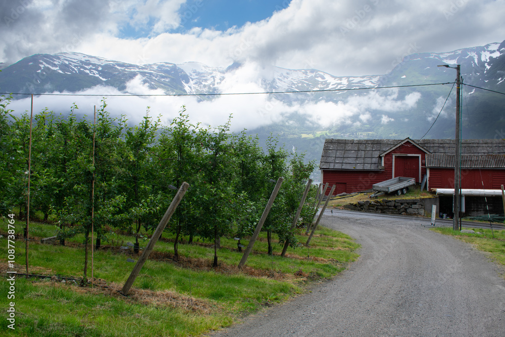 Αυτοκόλλητο Norwegian Apple orchard with dramatic fjord view in background in Hardanger Norw