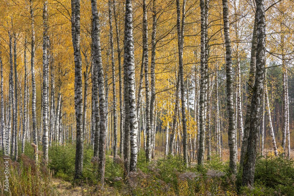 october landscape autumn forest. Poland Europe, Knyszyn Primeval Forest, birch trees october landscape autumn forest. Poland Europe, Knyszyn Primeval Forest, birch trees