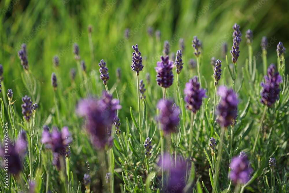 Obraz premium fabulously beautiful lavender close up