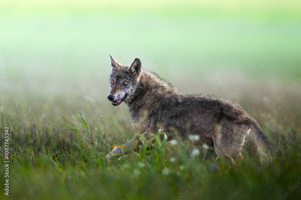 wild Grey Wolf Canis lupus in meadow scenery, autumn time north eastern part of Poland Europe, Knyszynska Primeval Forest