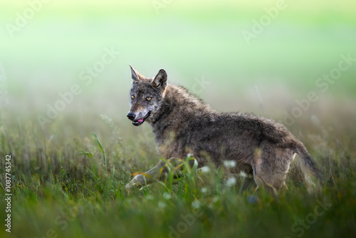 Obraz na płótnie wild Grey Wolf Canis lupus in meadow scenery, autumn time north eastern part of Poland Europe, Knyszynska Primeval Forest w salonie