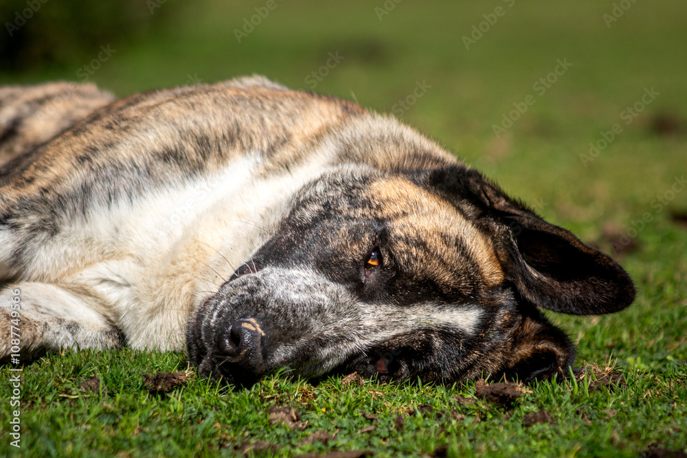 Lying shepherd dog