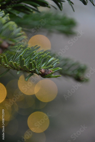 Tannenzweig Bokeh