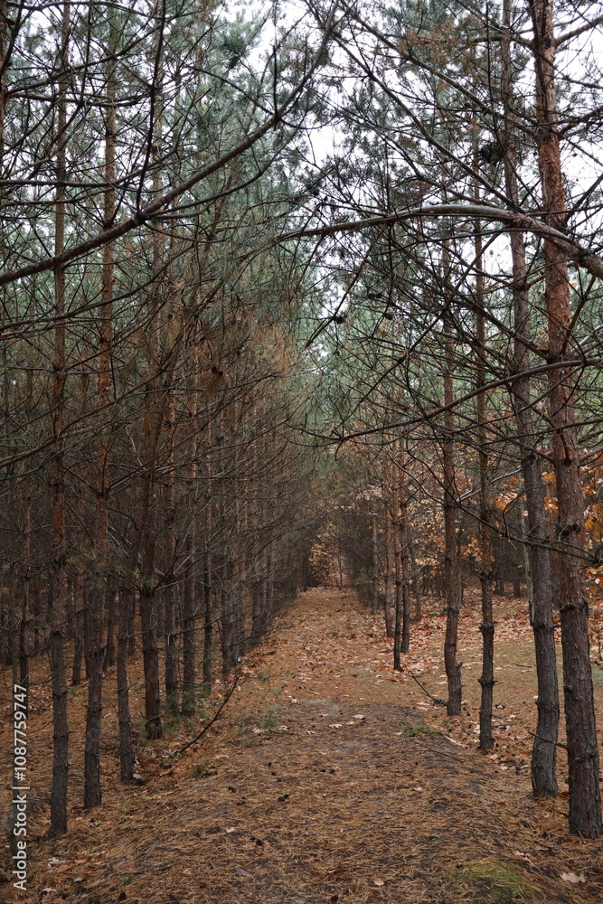 A pine grove, small pines and other trees stand in a row in a magical forest. Beautiful and cozy. A pine grove, small pines and other trees stand in a row in a magical forest. Beautiful and cozy.