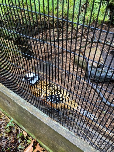 Reeves's pheasant in cage photo