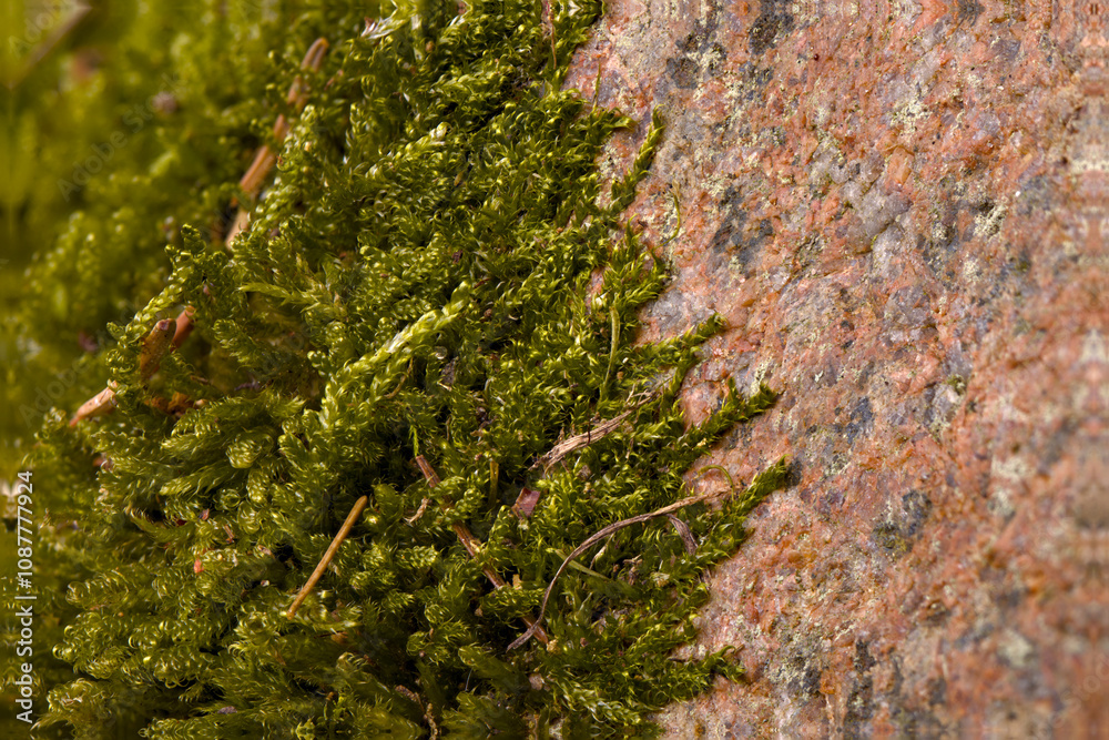 Fototapeta premium Olsztyński las miejski