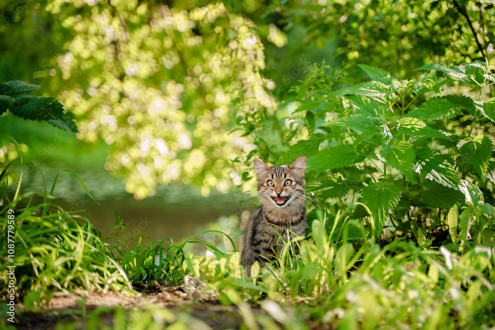 Beautiful street cat meows with its mouth open outside in summer