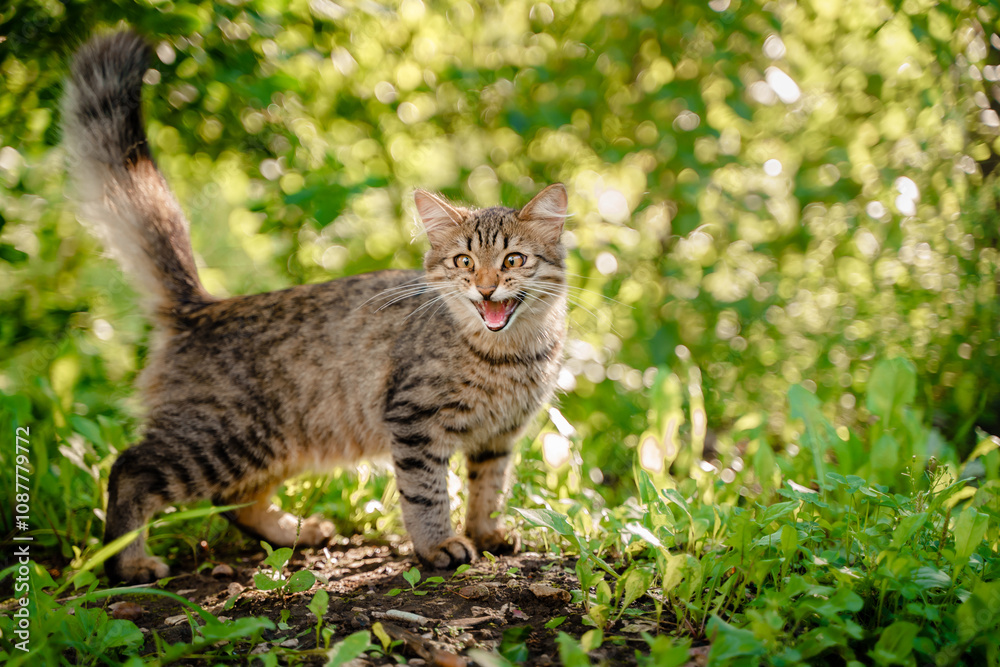 Beautiful street cat meows with its mouth open outside in summer Beautiful street cat meows with its mouth open outside in summer