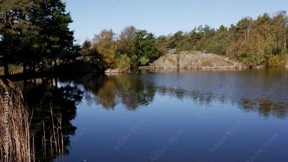 Small pond with forest end reed grass Small pond with forest end reed grass