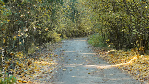 A beautifully peaceful, leafstrewn winding path gracefully moves through the vibrant colors of autumn foliage photo