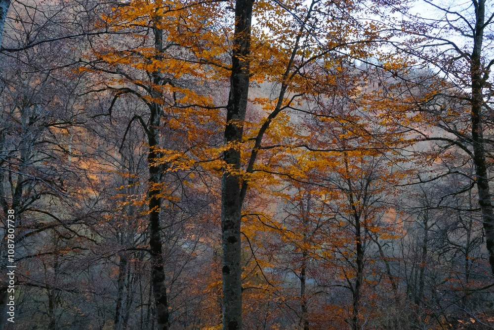 Fototapeta premium trees in autumn