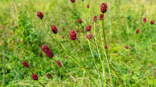 Sanguisorba officinalis or great burnet is herbaceous perennial plant in family Rosaceae, subfamily Rosoideae. Field or meadow medicinal plants photo