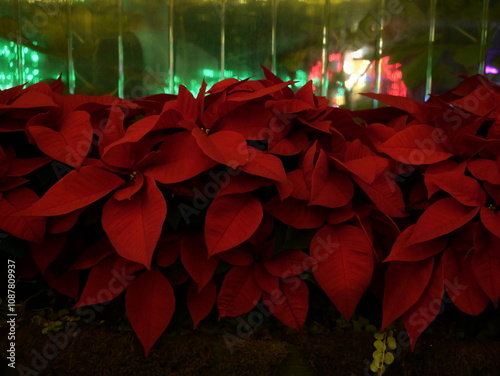 Red Poinsettias in Greenhouse Windowsill photo