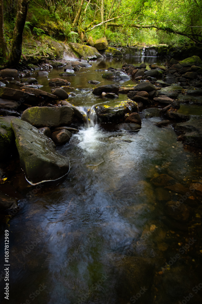 Obraz premium An Irish stream in a forest