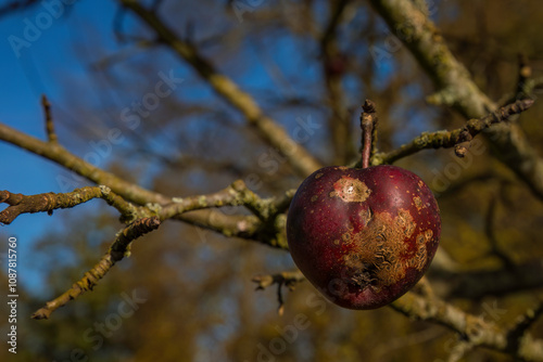 Aufnahme eines dunkelroten Apfels in Herzform aneinem Baum hängend.