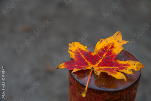 Aufnahme eines in herbstfarben leuchteten Ahornblatts auf einen Pfahl.