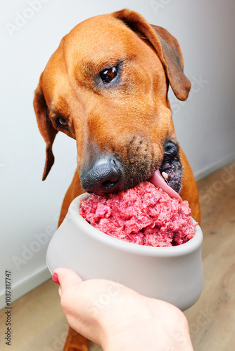 Fresh raw natural dog food 
Woman gives the dog fresh raw meat 