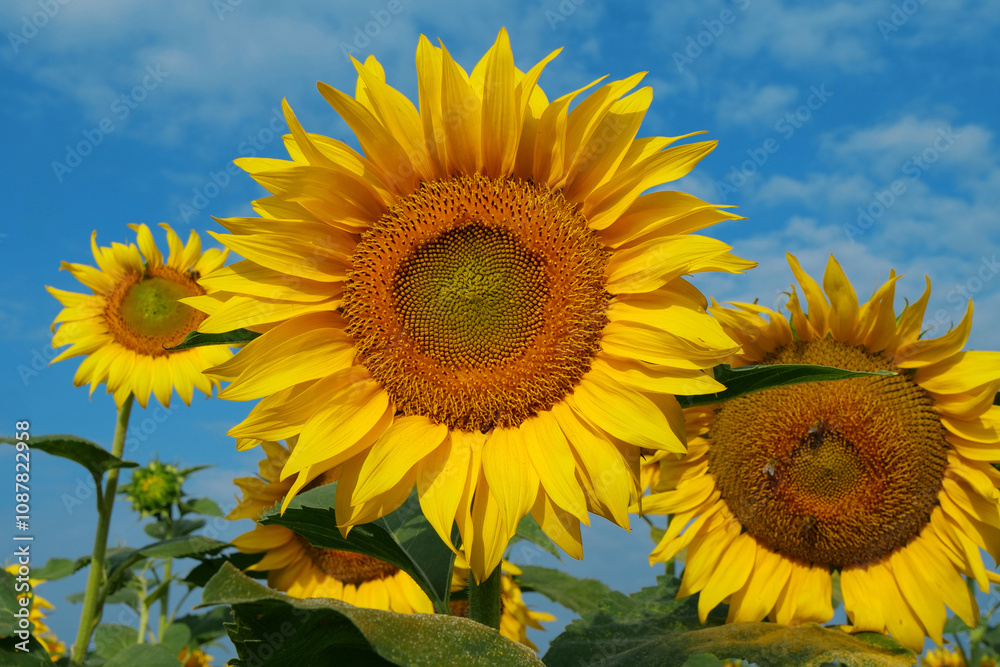 Field of beautiful yellow sunflowers Field of beautiful yellow sunflowers