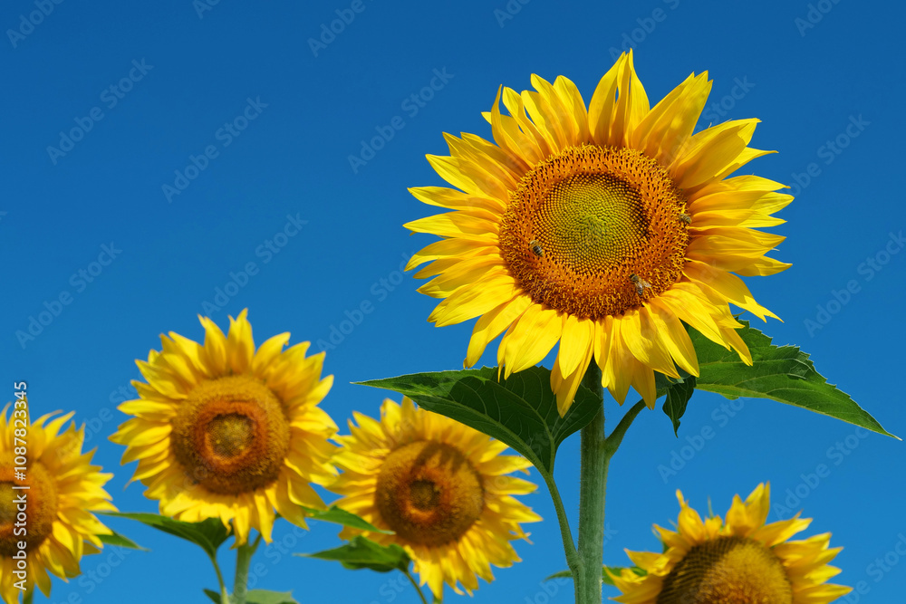 Beautiful family of sunflowers on the field. Bees picks blossom pollen Beautiful family of sunflowers on the field. Bees picks blossom pollen
